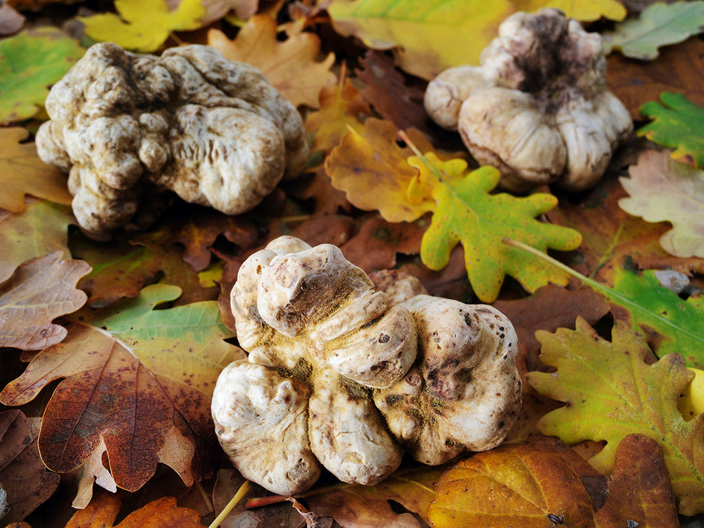 Gran Galà del Tartufo 2018: Terre di Giove selezionata tra i vincitori